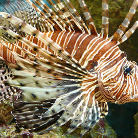 The Specter of Lionfish: Coping with an Invasive Species